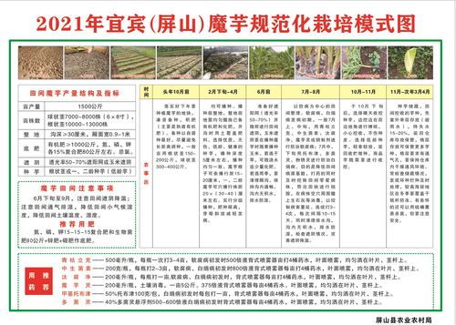 技術(shù)傳授到田間，農(nóng)技推廣重實(shí)效——屏山縣白魔芋規(guī)范化種植技術(shù)現(xiàn)場培訓(xùn)會側(cè)記